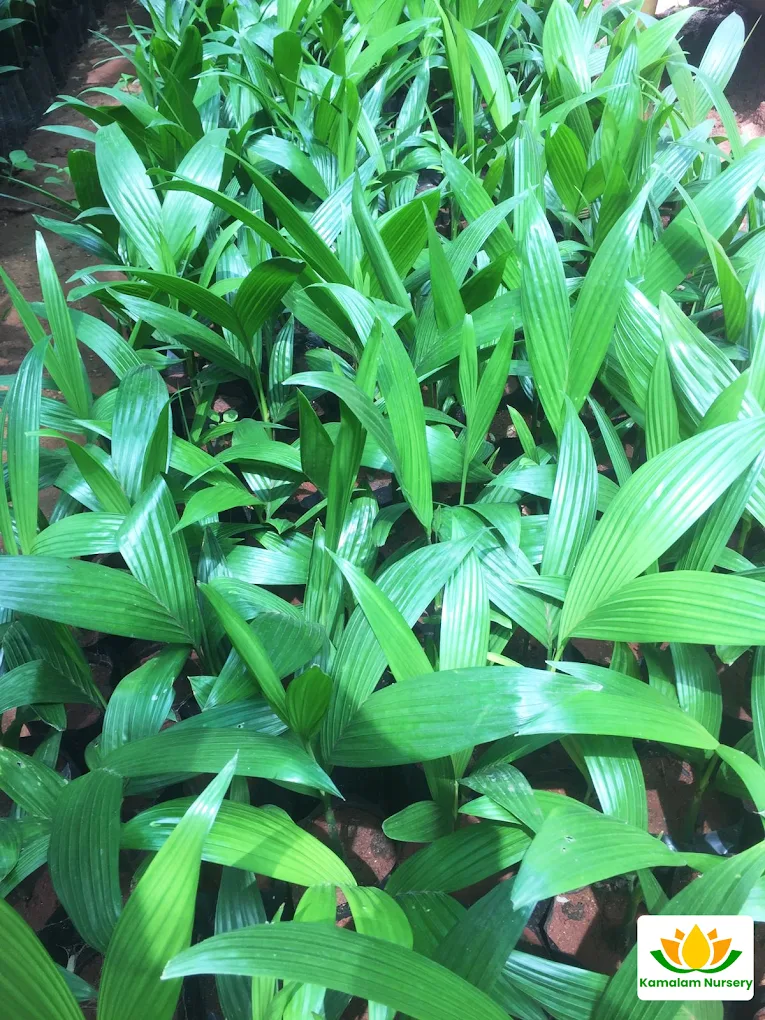 Arecanut Plant Density View